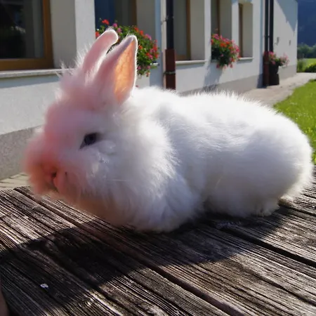 Apartment Spieljochblick *