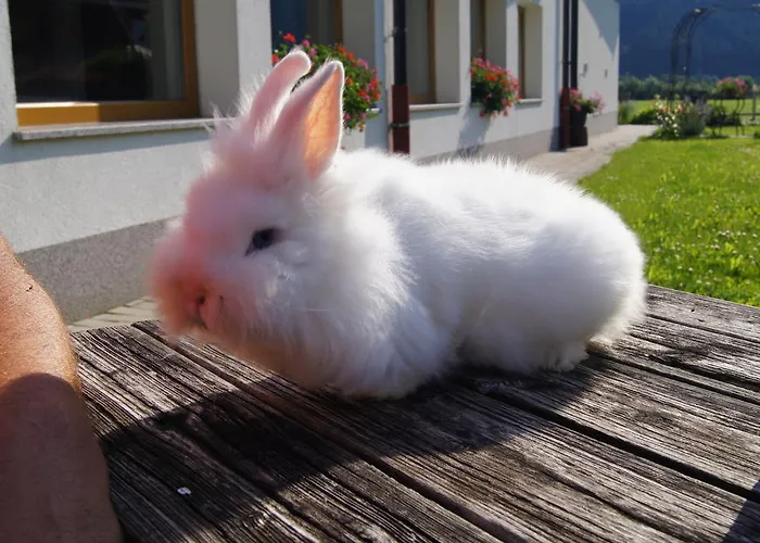 Apartment Spieljochblick *